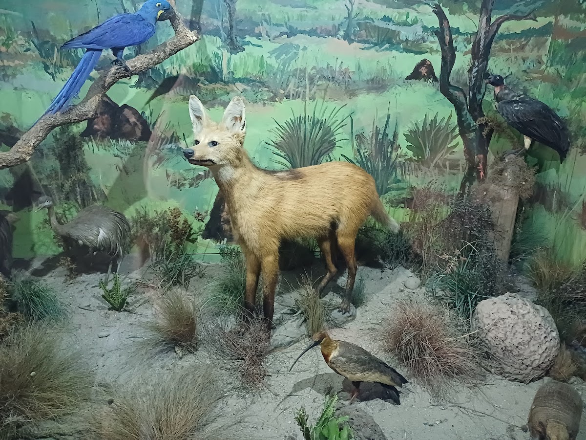 Museu de História Natural Capão da Imbuia 1