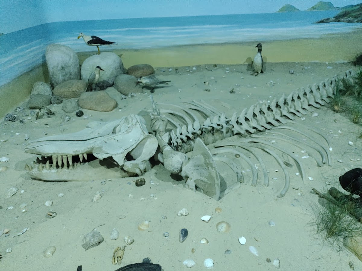 Museu de História Natural Capão da Imbuia 2