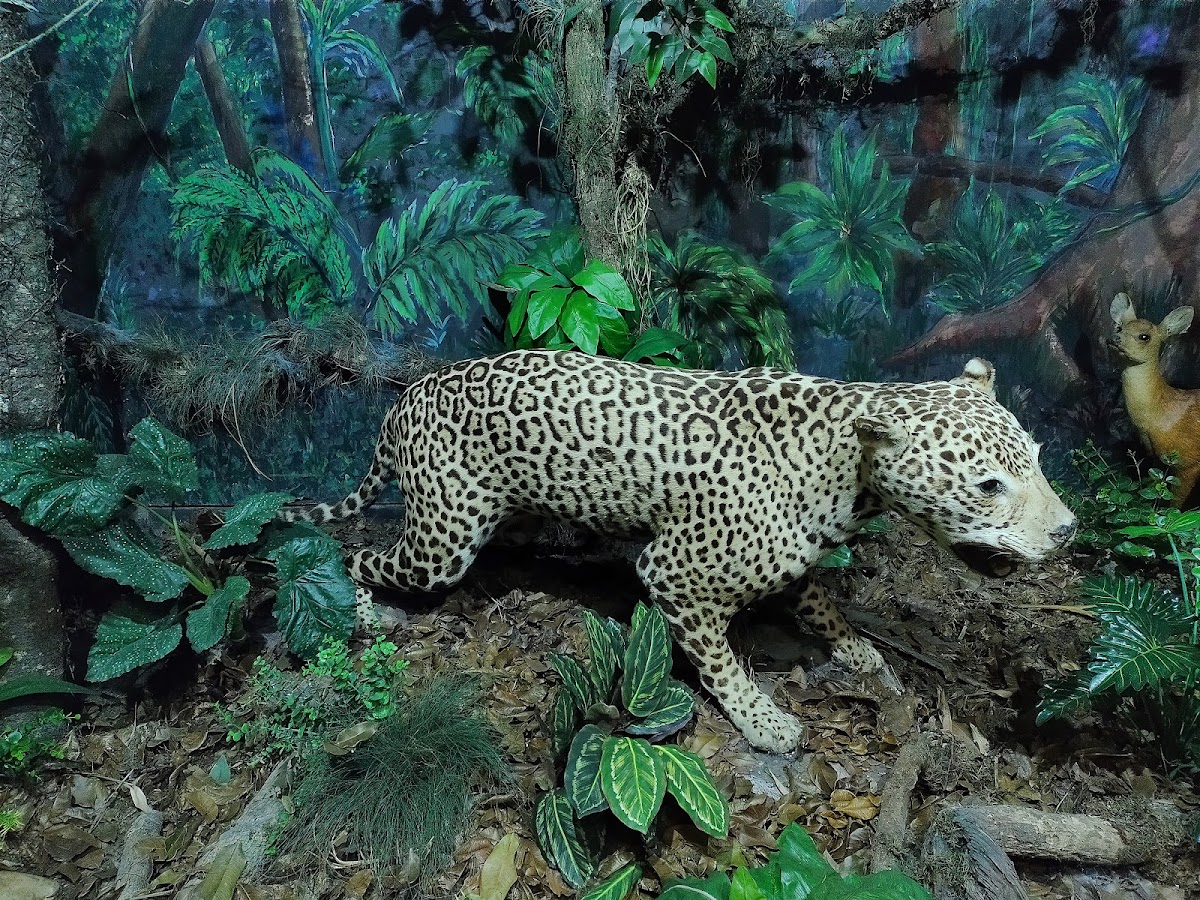 Museu de História Natural Capão da Imbuia 3
