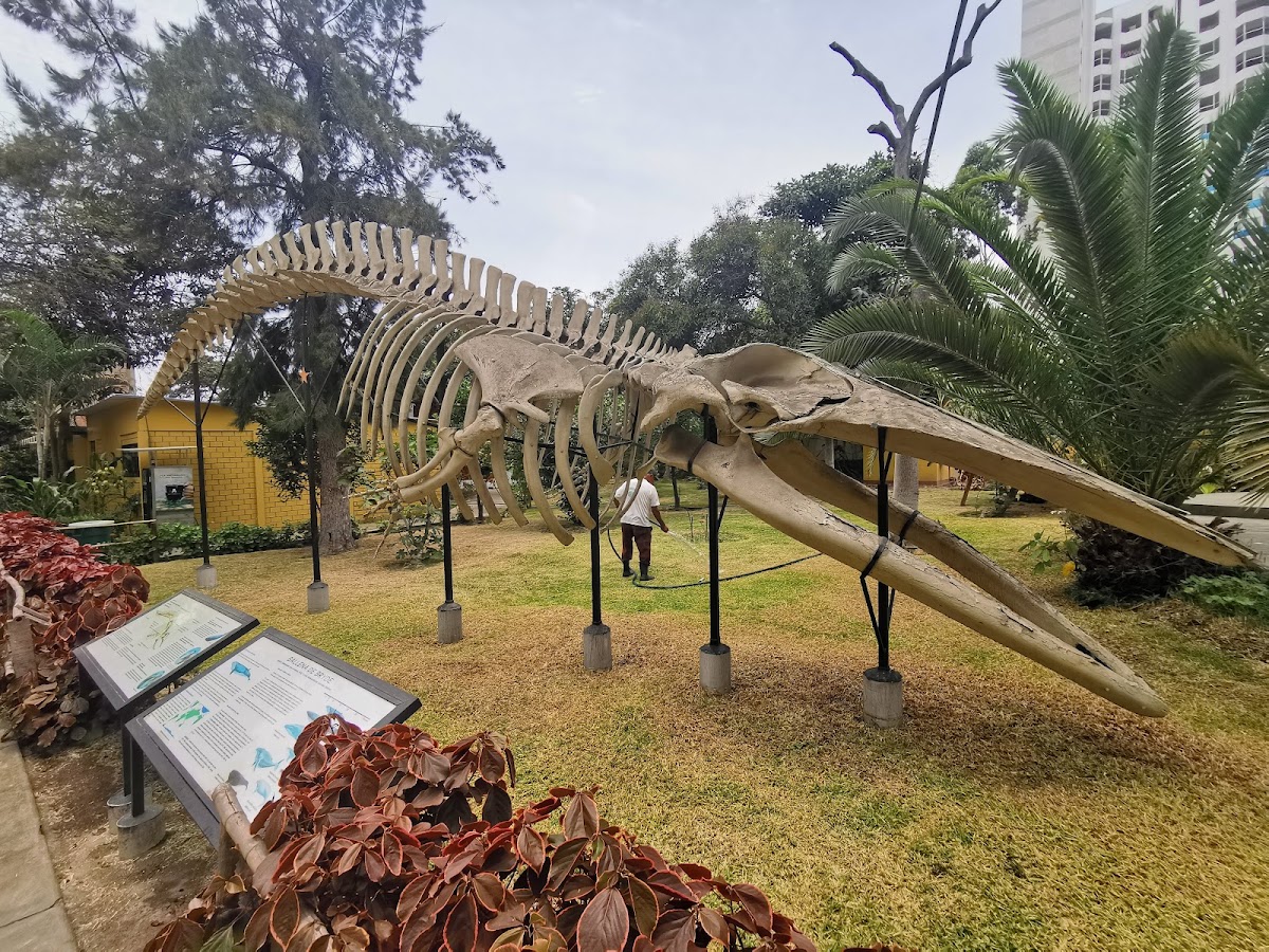 Museum of Natural History, Lima 2