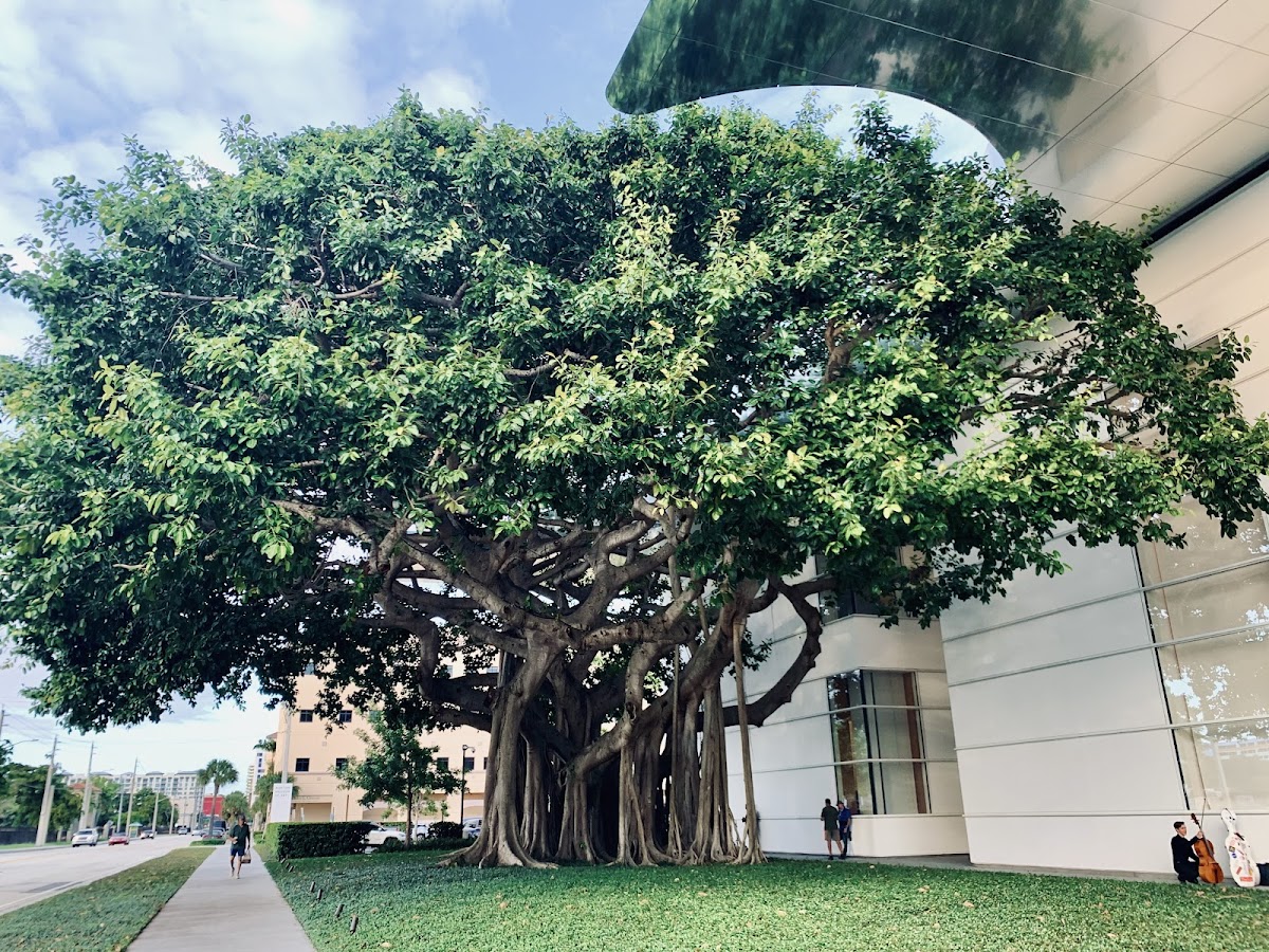 Norton Museum of Art 3