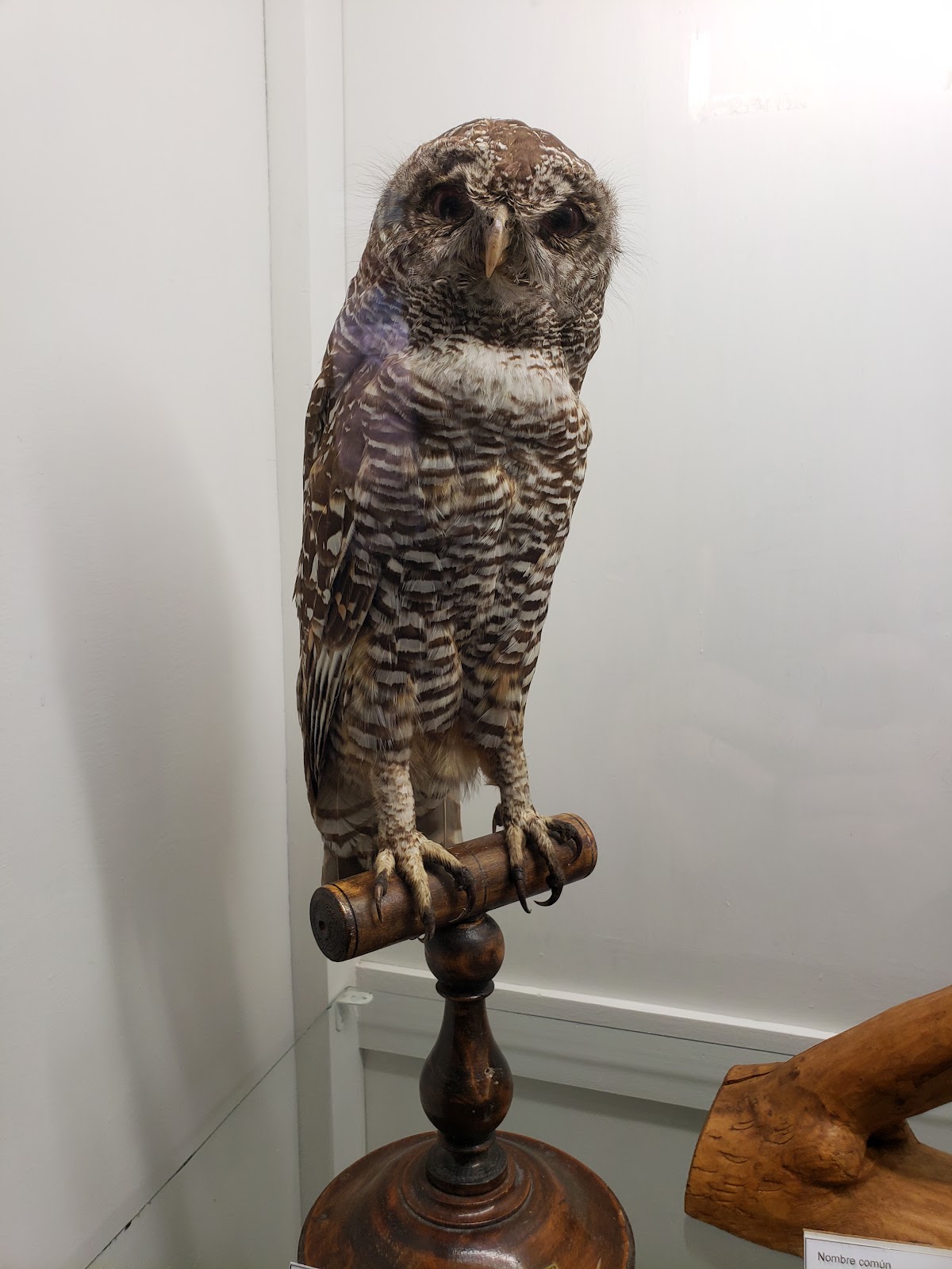 Natural History Museum of La Pampa 1