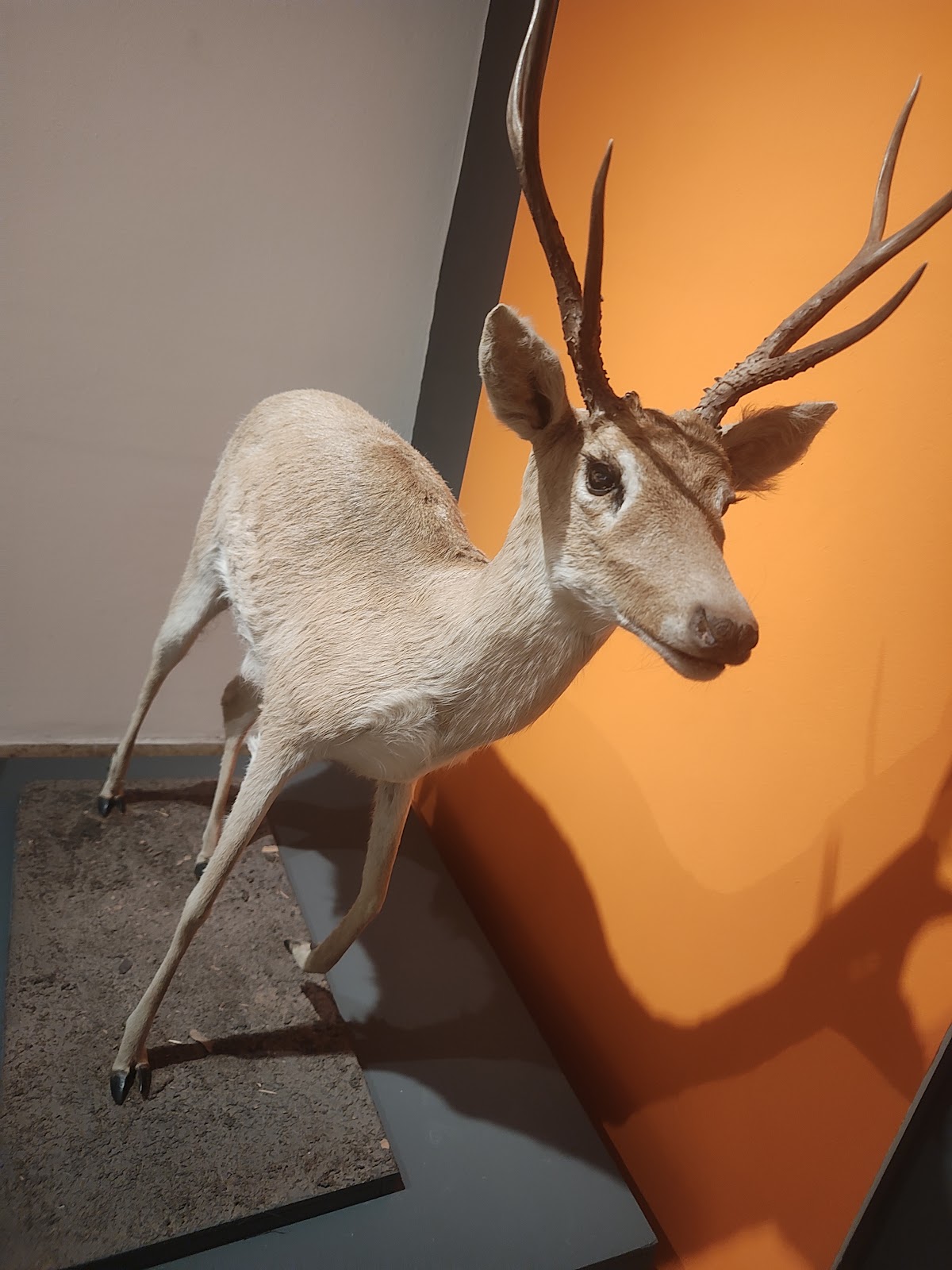 Natural History Museum of La Pampa 2
