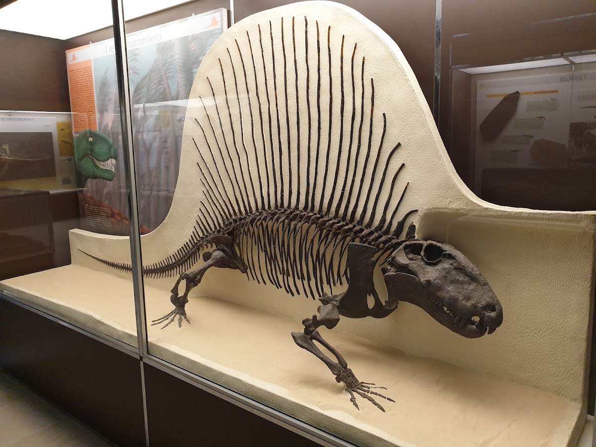 Museo Civico di Storia Naturale di Milano 1