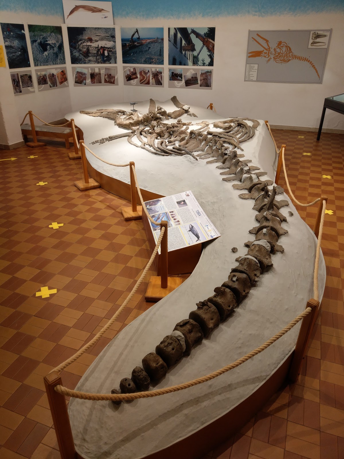 Museo Geopaleontologico di Scandicci 1