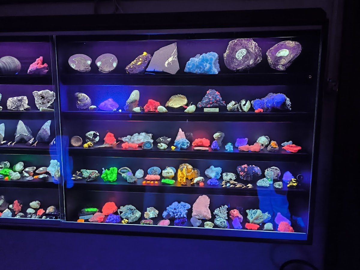 Museo Geopaleontologico di Scandicci 2