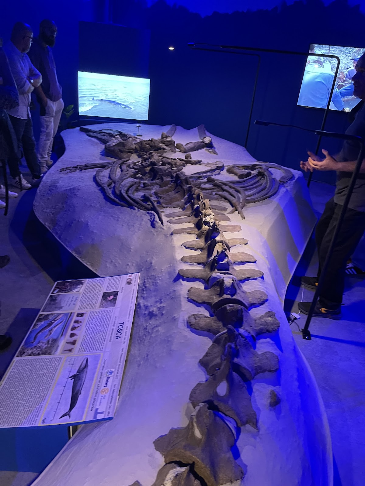 Museo Geopaleontologico di Scandicci 3